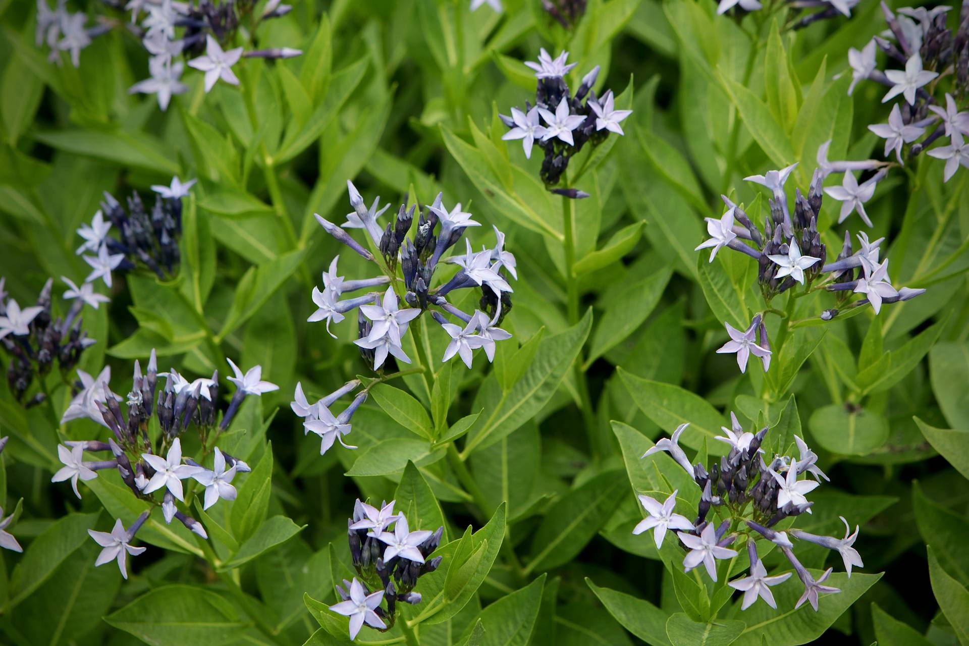 Photo of Bluestar 'Blue Ice'